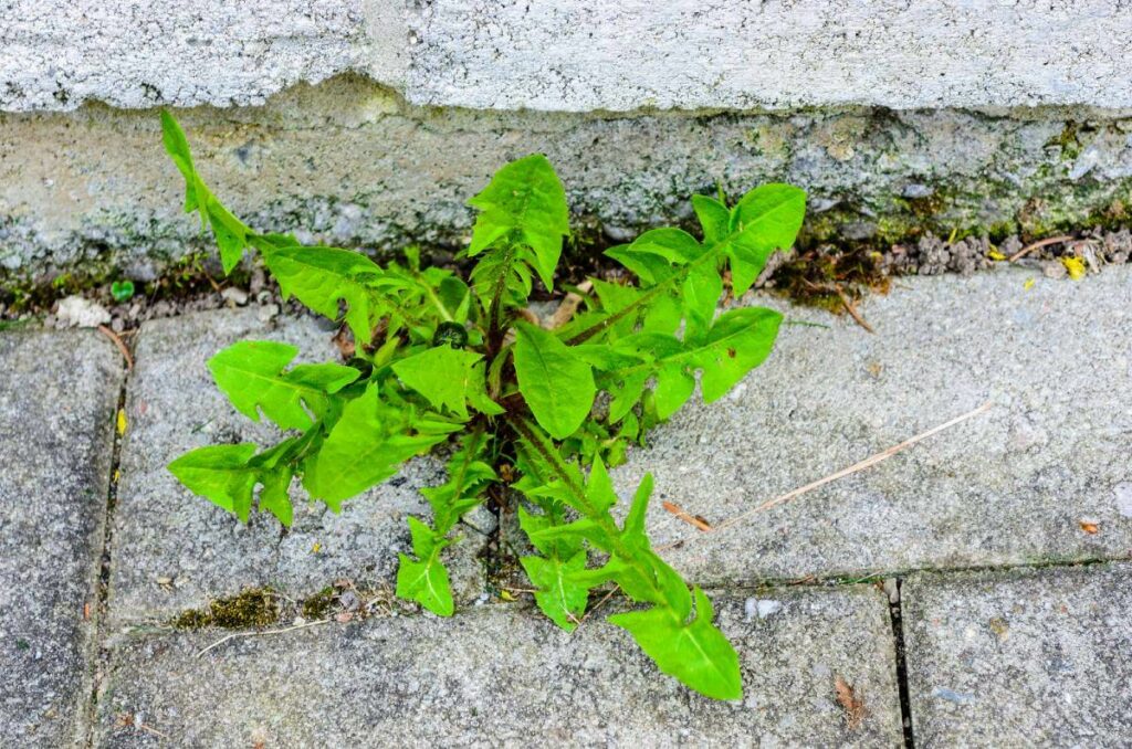 weeds between bricks
