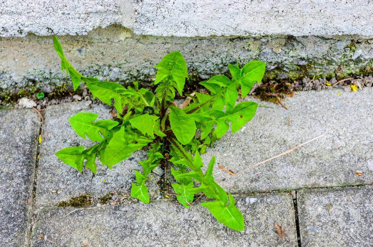 remove weeds cleaning weeds between bricks