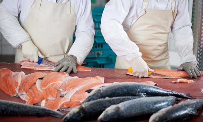Workers processing fresh fish fillets in a food processing facility